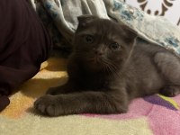3 aylık erkek scottish fold
