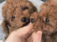 Toy Poodle Bakımlı