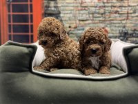 Irk garantili toy poodle yavrularımız @petclubadanaa