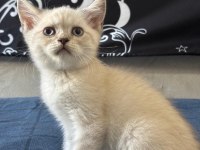 Birbirinden Güzel British Shorthair Bebeklerimiz