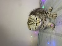 Güzel scottish fold yavrum