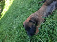 Belgian Malinois Orjinal çok güzel siyah renkleri