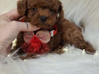 Toy Poodle Yavrularımız