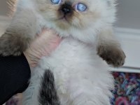 Çok tatlı minik panda british longhair