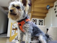 Yaşını yeni doldurmuş Yorkshire terrier