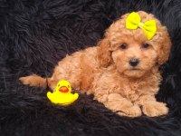 Toy Poodle Köpeği