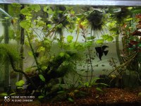 Apistogramma cacatuoides