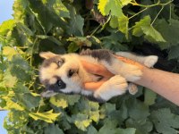 Mavi göz Husky bebekler