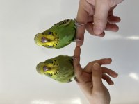 MUHTEŞEM JUMBO MUHABBET KUŞU TAKIM