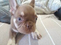 Rojo And Tan French Bulldog Yavruları