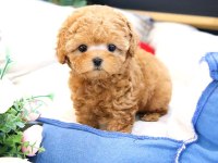 Bi̇blo Gi̇bi̇ Kore Kanı Toy Poodle Yavrular