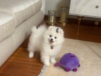 TEO isimli pomeranian yeni aile arıyor