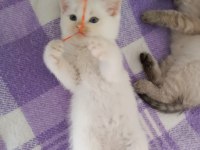 2 aylık pamuk british shorthair