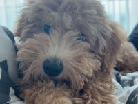 Toy poodle 9 aylık dişi