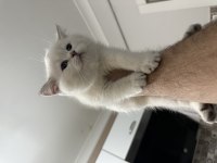 Ankarada Eşi Benzeri YOK British Longhair