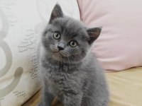British shorthair dişiler top kafa