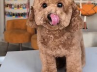 Eş ilanı köpeğimiz için