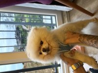 3 Yaşında Erkek Tuvalet Eğitimli Pomeranian