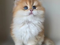 Asilzade Golden British Longhair 