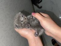Scottish Fold ve British yavrular