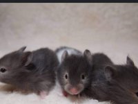 Aynı Gün Adrese Teslim Hamster Yavrular ve Setleri