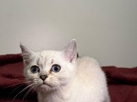 British Shorthair Bluepoint