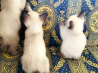 Siyam kedisi