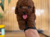 Toy Poodle Bebekler-Referans Yavru