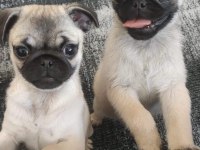 Muhteşem Pug Mops Bebeklerimiz