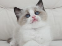 Full şecereli ragdoll yavruları