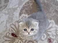 Rezerve açık scottish fold