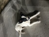 Tatlış köpeğimiz yeni yuvasını arıyor