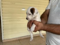 Jack Russell Yavruları