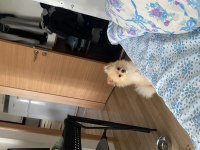 1 yaş pomeranian acil şehir değişikliği yapacağım için