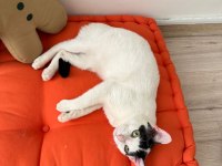 Kedimiz Pamuk Oğlumuzu sahiplenecek bir yuva