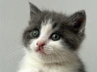 Çok acil istanbul içi scottish fold