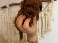 Kore Poodle bebekler ev dogumu