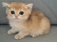 British shorthair golden erkek yavru