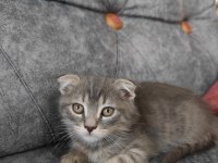 Sevimli scottish fold oğlumuza yuva arıyoruz