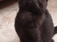 Scottish fold yavruları acil yuva