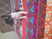 Hayatınıza sevgi katın french bulldog