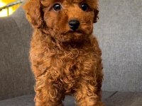 MİCRO BOY TOY POODLE YAVRULAR