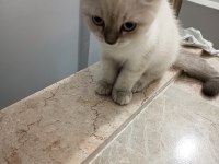3 aylık yavrum mama ve tuvalet eğitimi tamam kedimiz