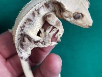 UYSAL VE SAGLIKLI CRESTED GECKOLAR
