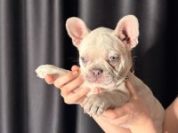 71 Günlük Safkan French Bulldog Bebek