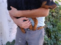 Rottweiler dişi yavrularımız
