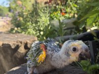 Blue Front Amazon California Bebek