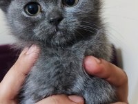 Sahibinden 3 aylık yavru scottish fold