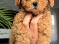 Toy Poodle Bebeklerimiz