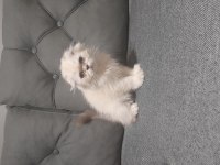 Scottish fold blue point yavrumuz